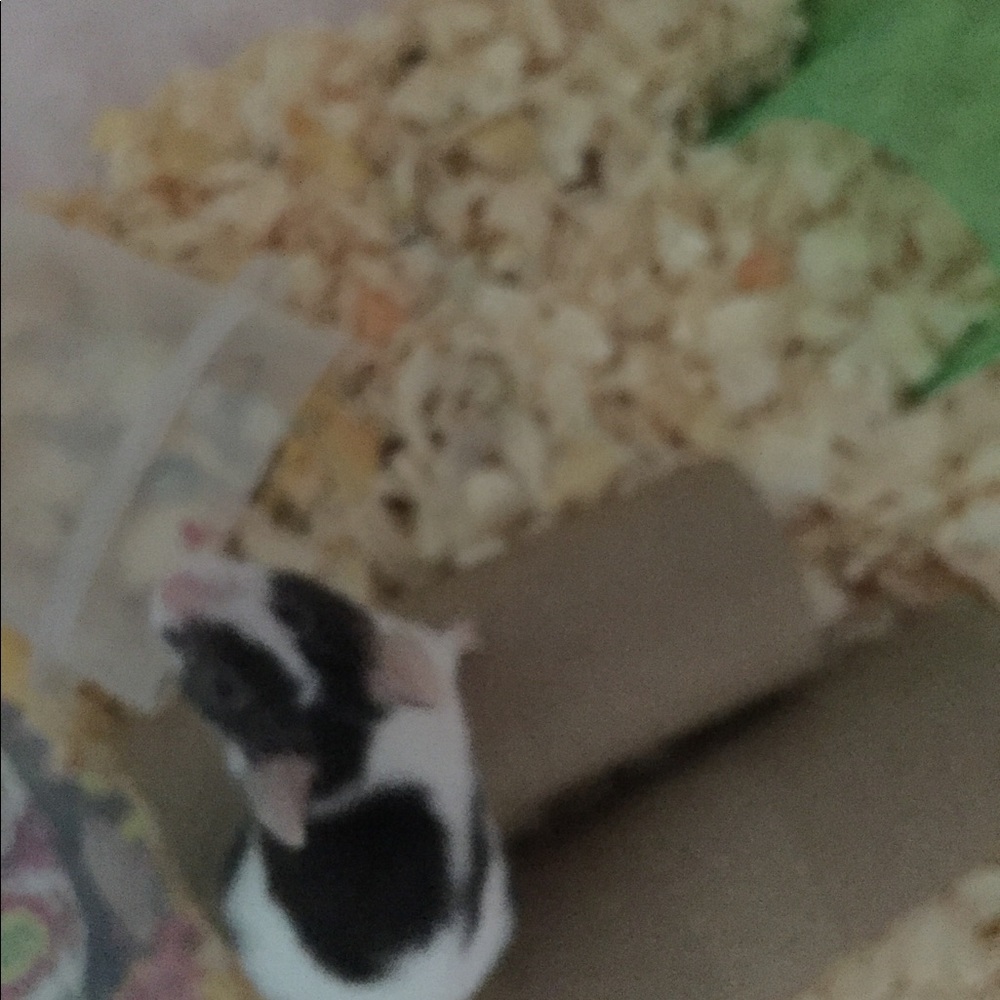 Mousey - Picture 2 of 3